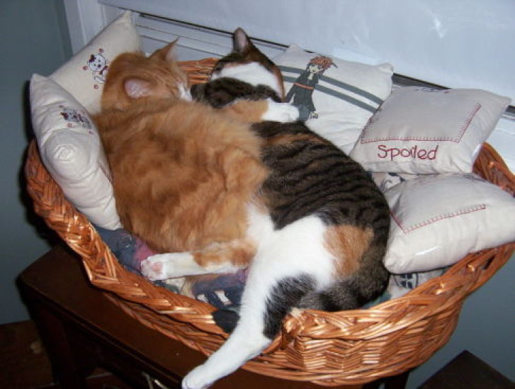 Picture of a cat / kitten / feline