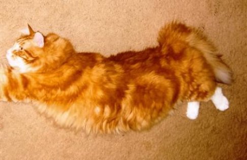 Picture of a cat / kitten / feline