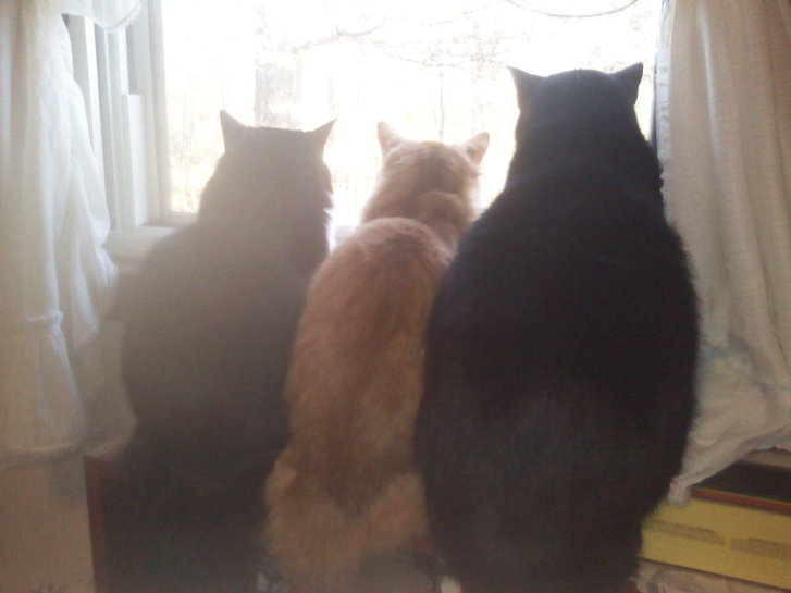 Picture of a cat / kitten / feline