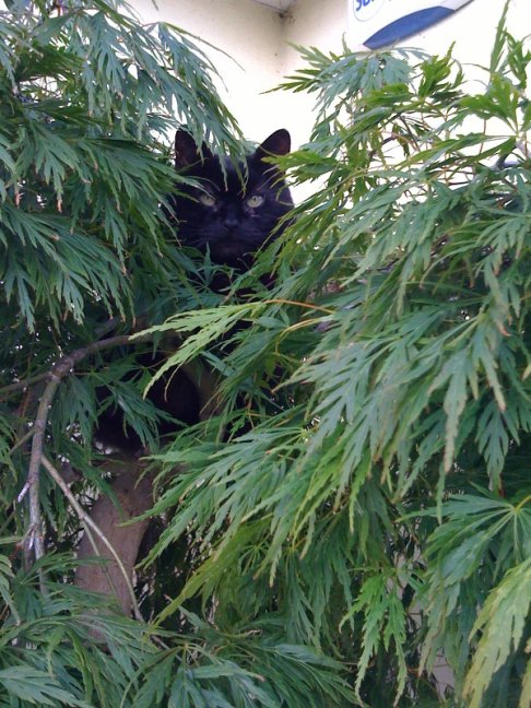 Picture of a cat / kitten / feline