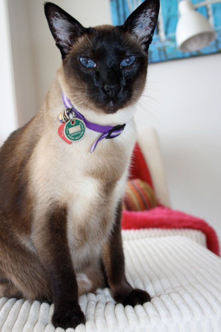 Picture of a cat / kitten / feline