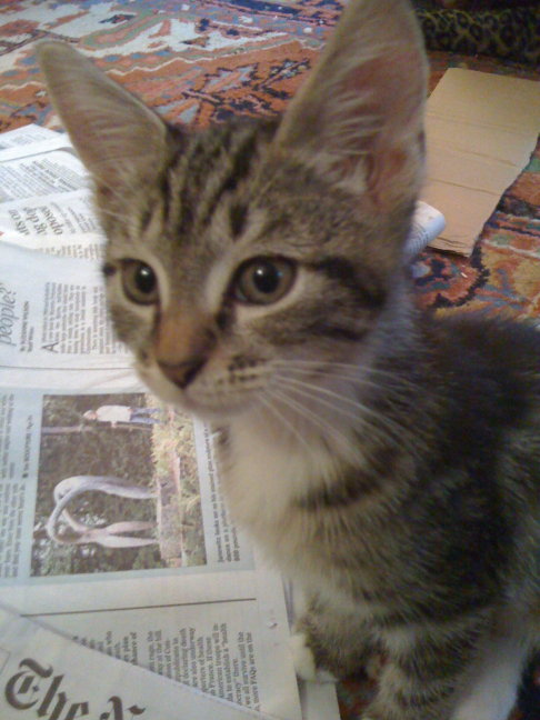 Picture of a cat / kitten / feline