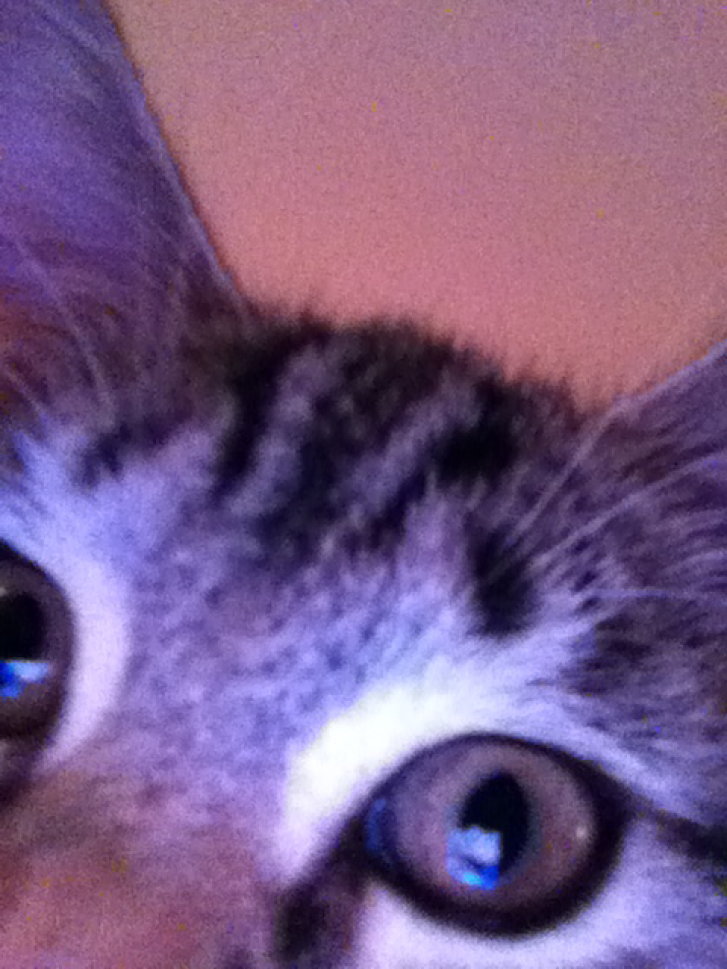 Picture of a cat / kitten / feline