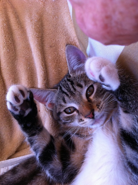 Picture of a cat / kitten / feline