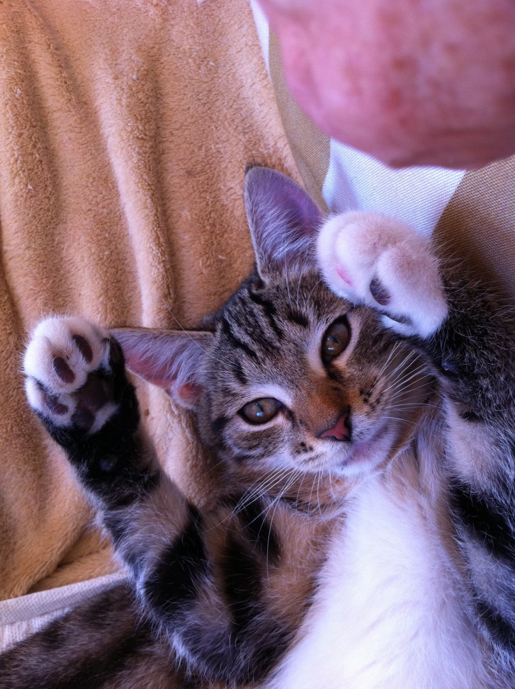 Picture of a cat / kitten / feline