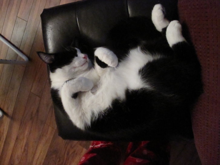 Picture of a cat / kitten / feline