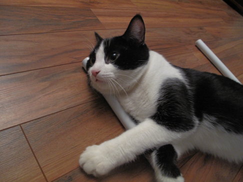 Picture of a cat / kitten / feline