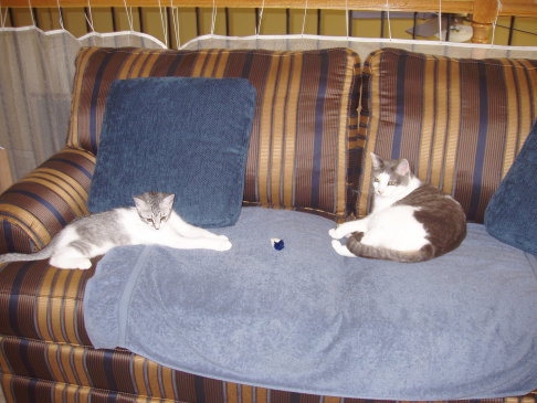 Picture of a cat / kitten / feline