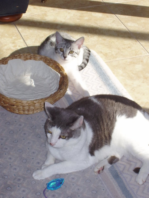 Picture of a cat / kitten / feline