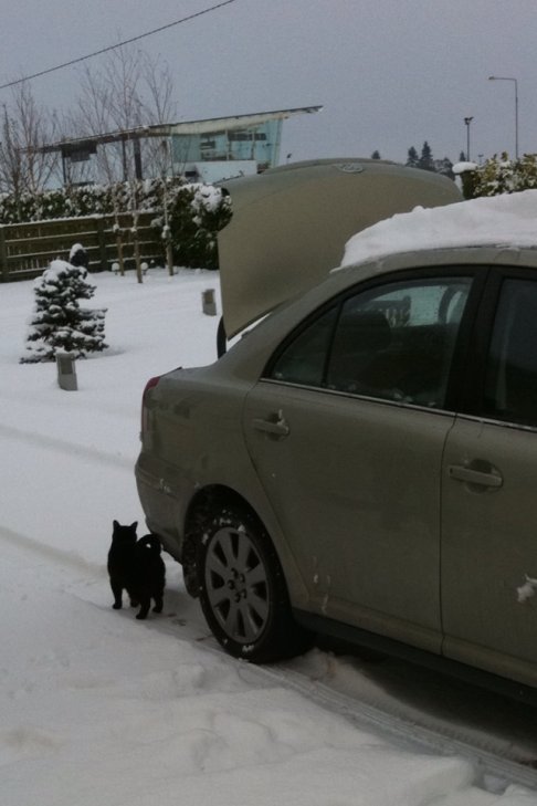 Picture of a cat / kitten / feline