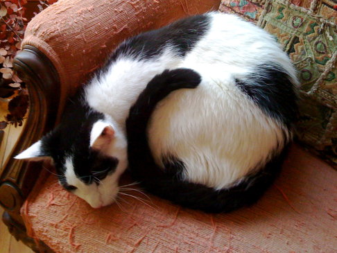 Picture of a cat / kitten / feline