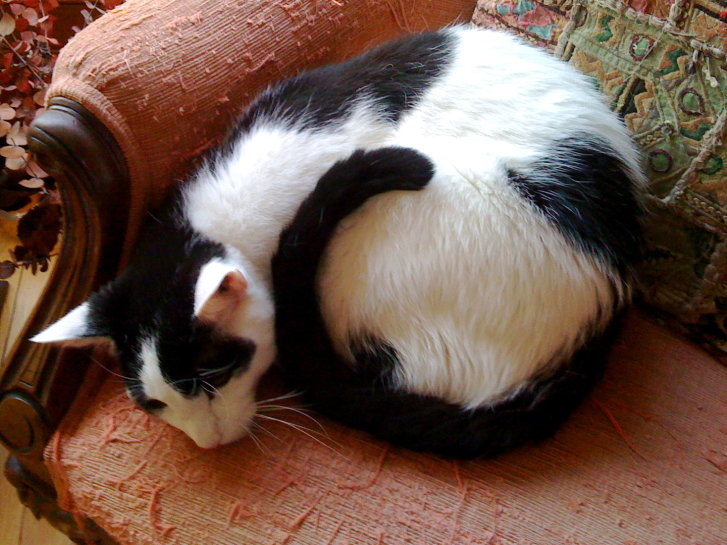 Picture of a cat / kitten / feline