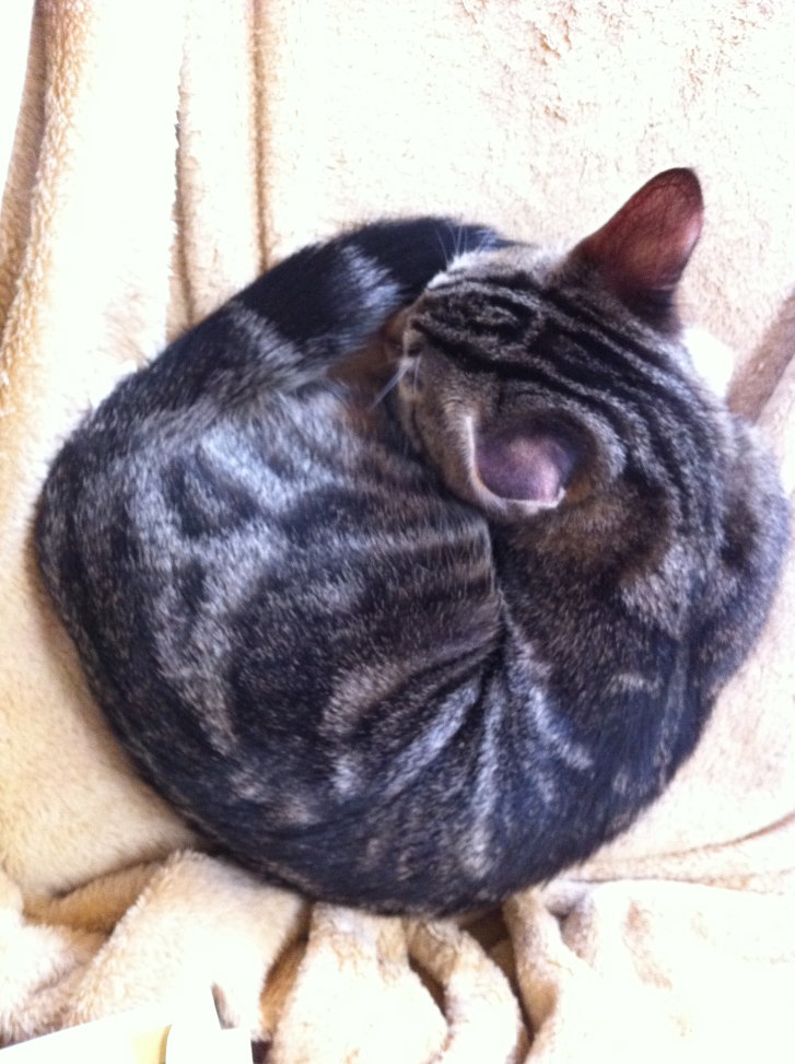 Picture of a cat / kitten / feline