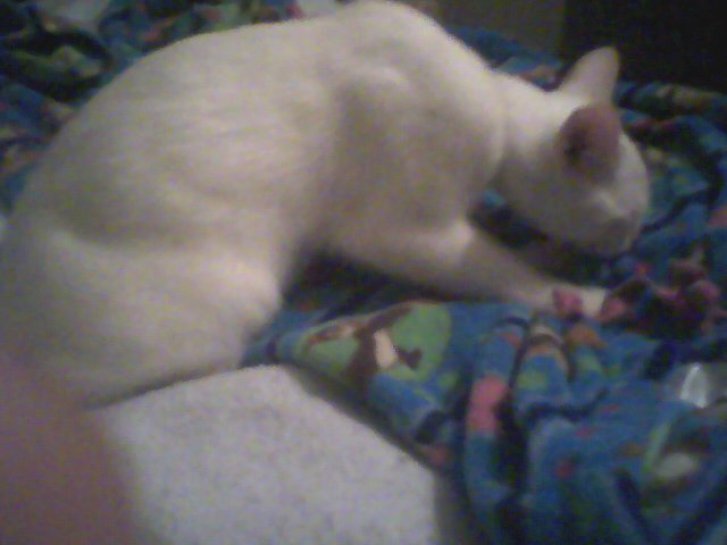 Picture of a cat / kitten / feline