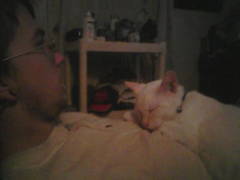 Picture of a cat / kitten / feline