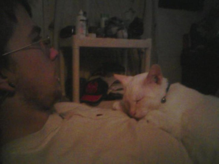 Picture of a cat / kitten / feline