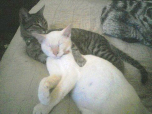 Picture of a cat / kitten / feline