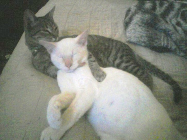 Picture of a cat / kitten / feline