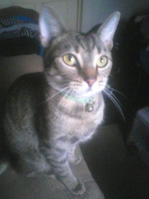 Picture of a cat / kitten / feline