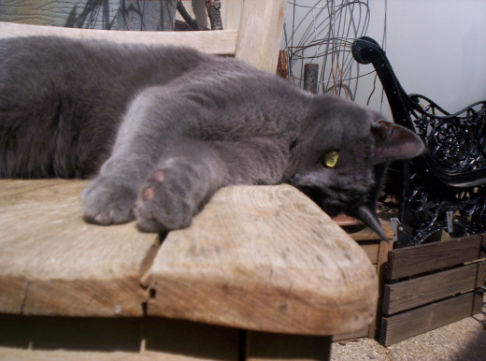 Picture of a cat / kitten / feline