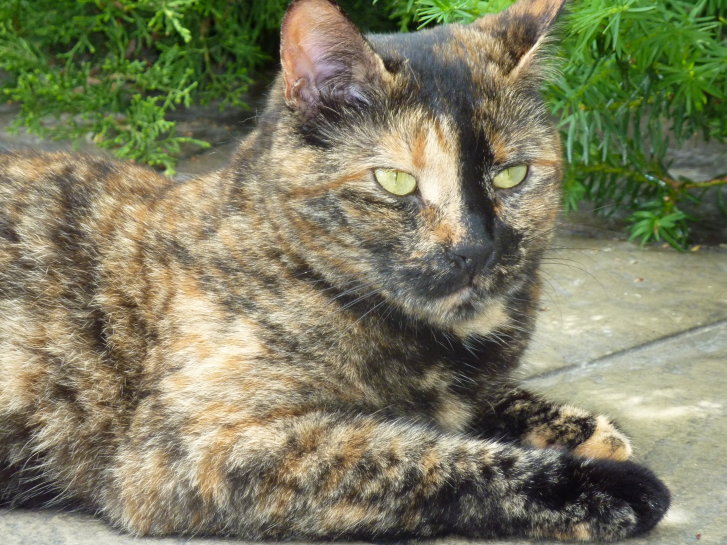 Picture of a cat / kitten / feline