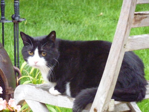 Picture of a cat / kitten / feline