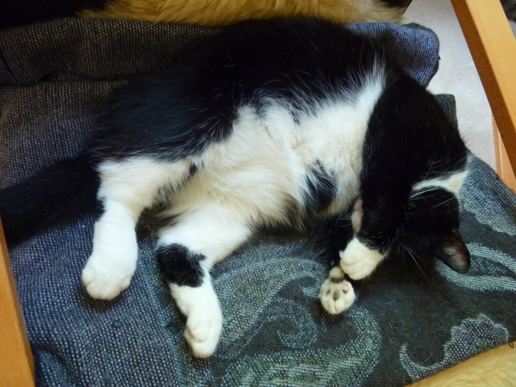 Picture of a cat / kitten / feline