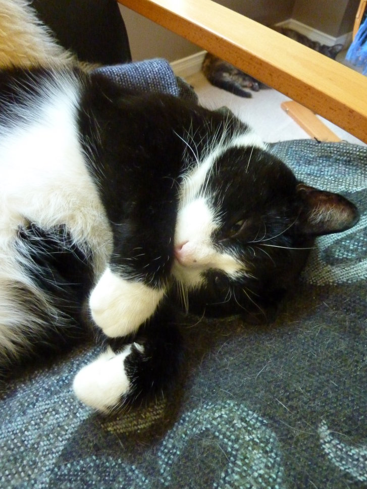 Picture of a cat / kitten / feline