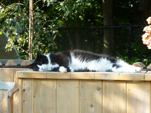 Picture of a cat / kitten / feline