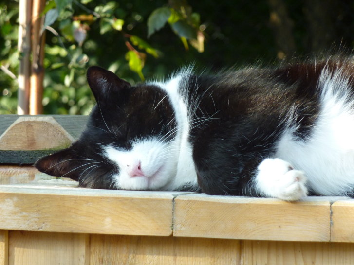 Picture of a cat / kitten / feline