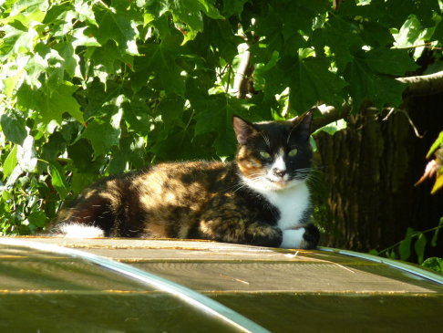 Picture of a cat / kitten / feline