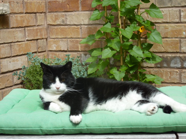 Picture of a cat / kitten / feline