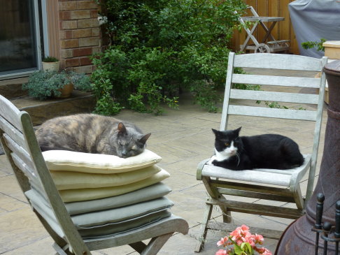 Picture of a cat / kitten / feline