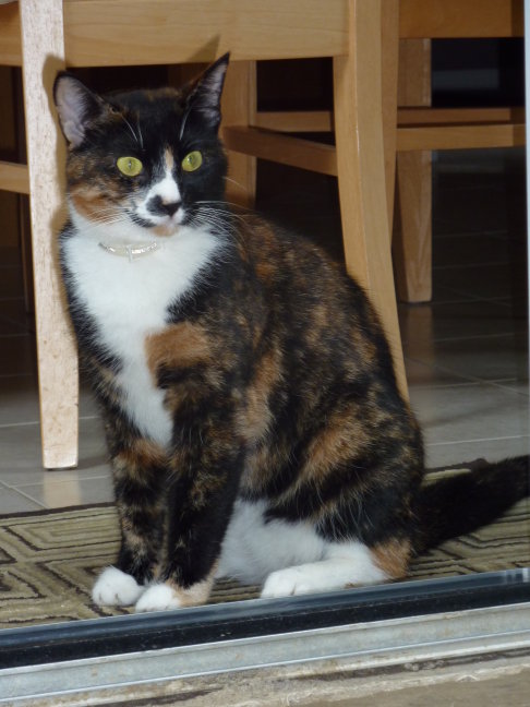 Picture of a cat / kitten / feline