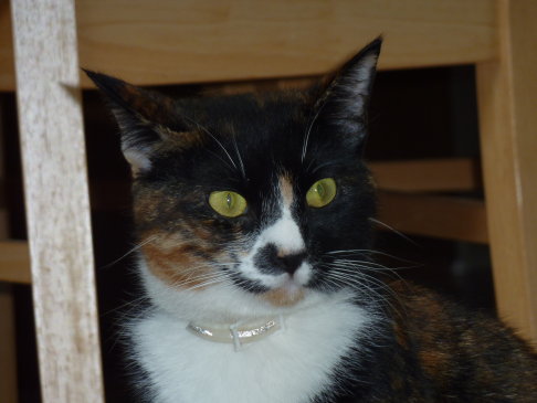 Picture of a cat / kitten / feline