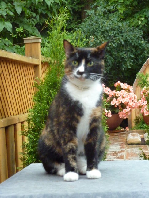 Picture of a cat / kitten / feline