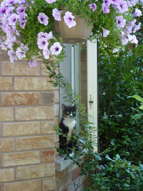 Picture of a cat / kitten / feline