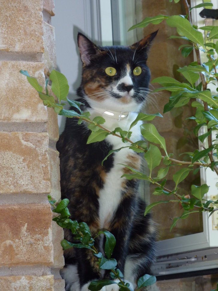 Picture of a cat / kitten / feline