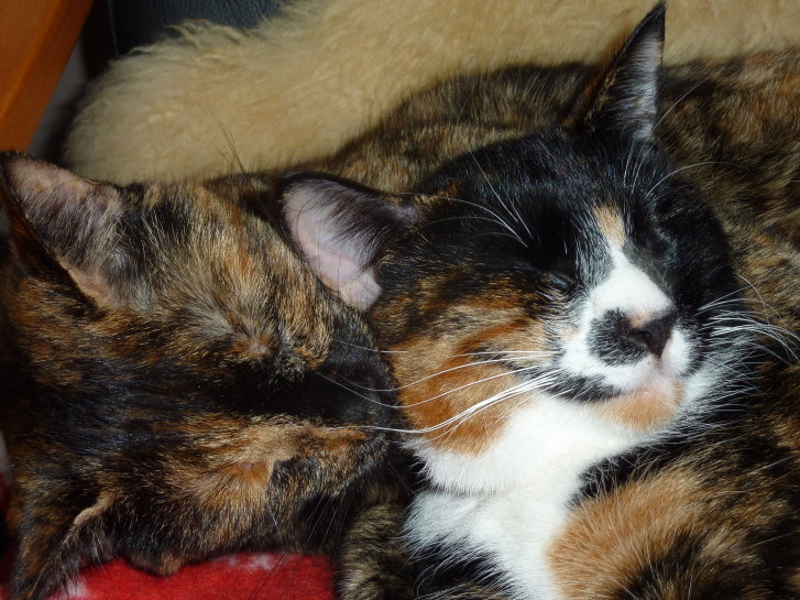 Picture of a cat / kitten / feline