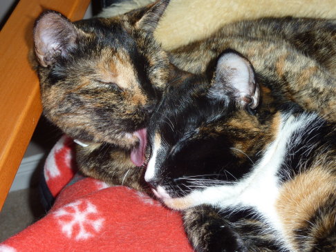 Picture of a cat / kitten / feline