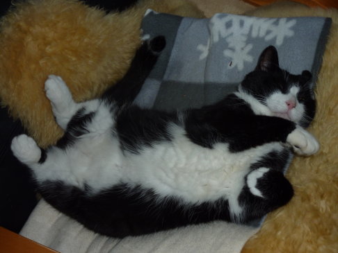 Picture of a cat / kitten / feline