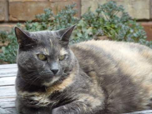 Picture of a cat / kitten / feline