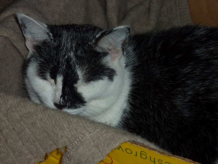 Picture of a cat / kitten / feline