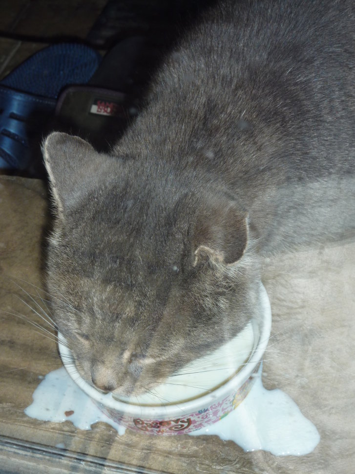 Picture of a cat / kitten / feline