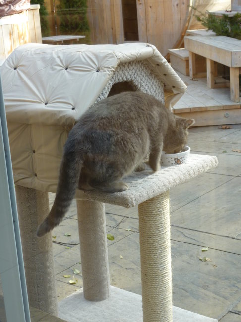 Picture of a cat / kitten / feline