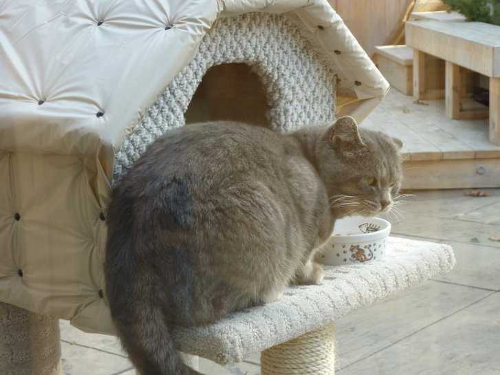 Picture of a cat / kitten / feline