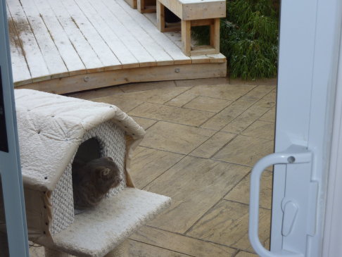 Picture of a cat / kitten / feline