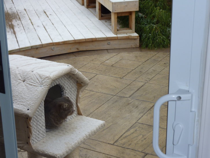 Picture of a cat / kitten / feline