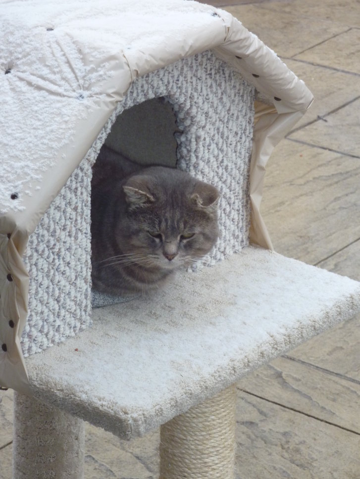 Picture of a cat / kitten / feline