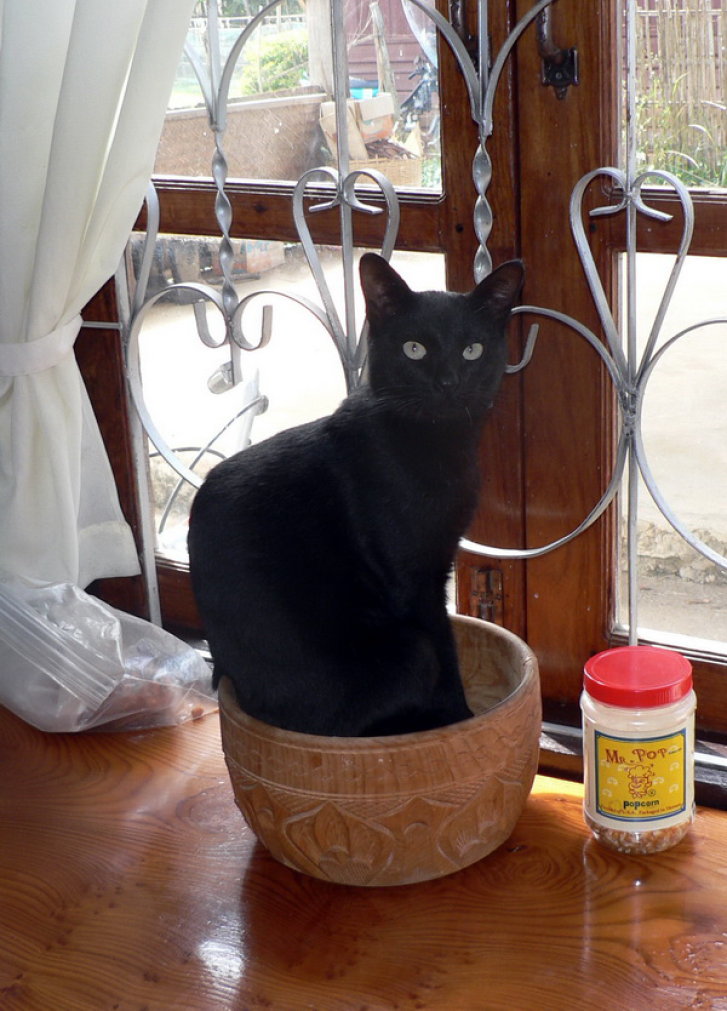 Picture of a cat / kitten / feline